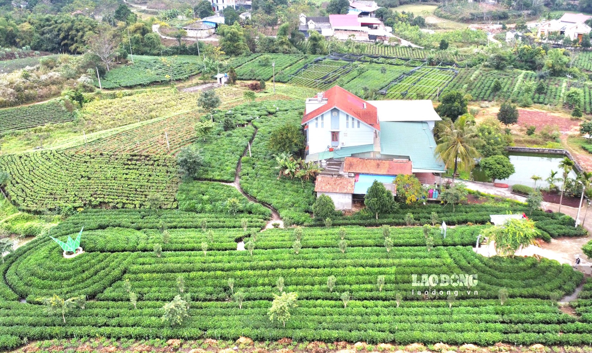 Cánh đồng chè bạt ngàn của mảnh đất Tân Cương, Thái Nguyên. Ảnh: Lam Thanh 