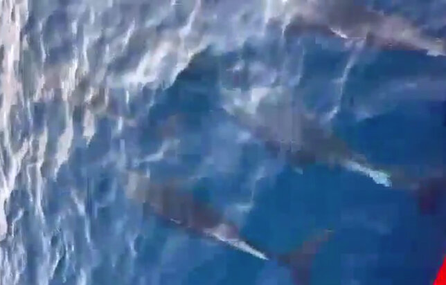 Đàn cá heo tung tăng bơi lội ở Phú Yên. Ảnh cắt từ clip