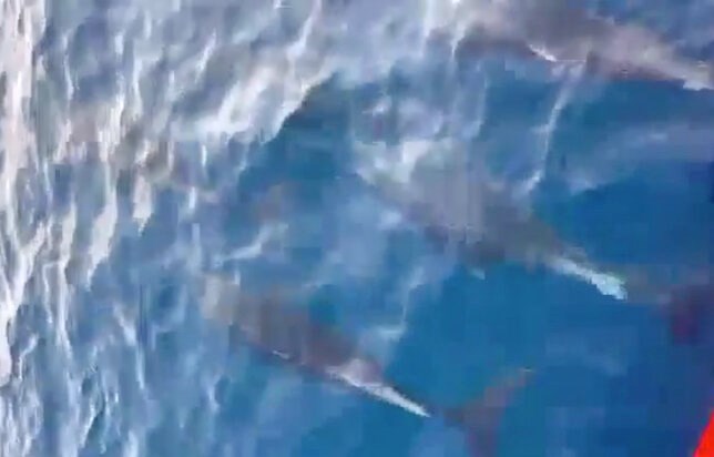 Hơn 100 con cá heo tung tăng bơi lội ở vùng biển gần danh thắng Mũi Điện. Ảnh cắt từ clip
