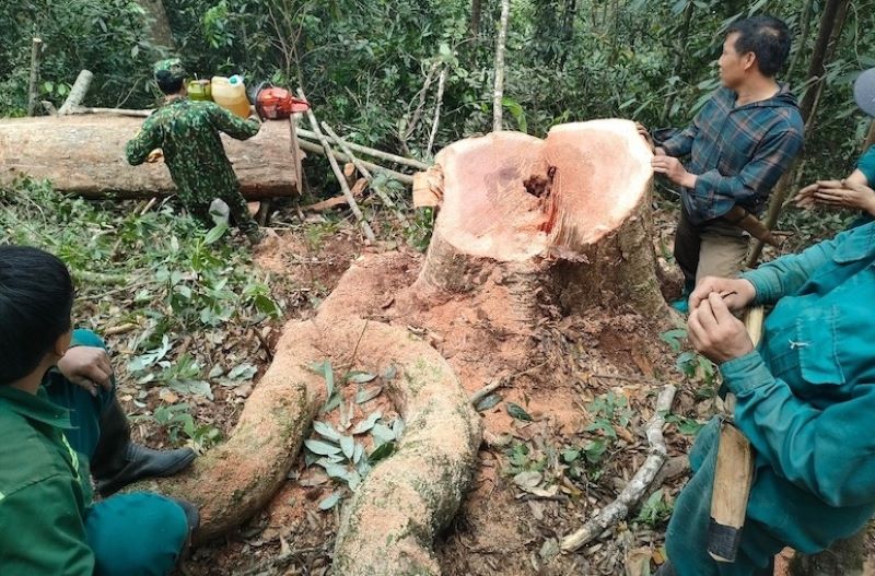 Bắt quả tang nhóm đối tượng đang khai thác gỗ rừng tự nhiên trái phép. Ảnh: Bộ đội Biên phòng Thanh Hóa cung cấp.