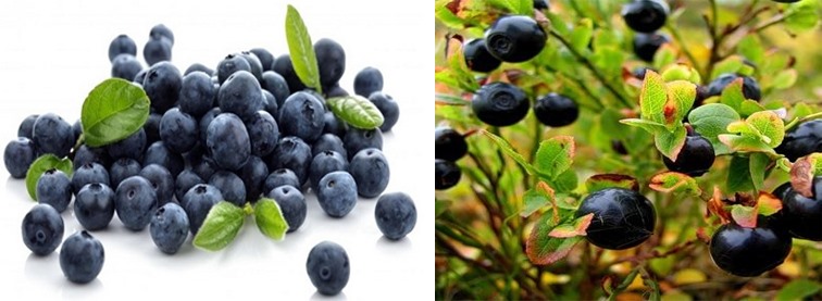 Trái việt quất đen giúp giảm axit uric. Đồ họa: Hồng Nhật