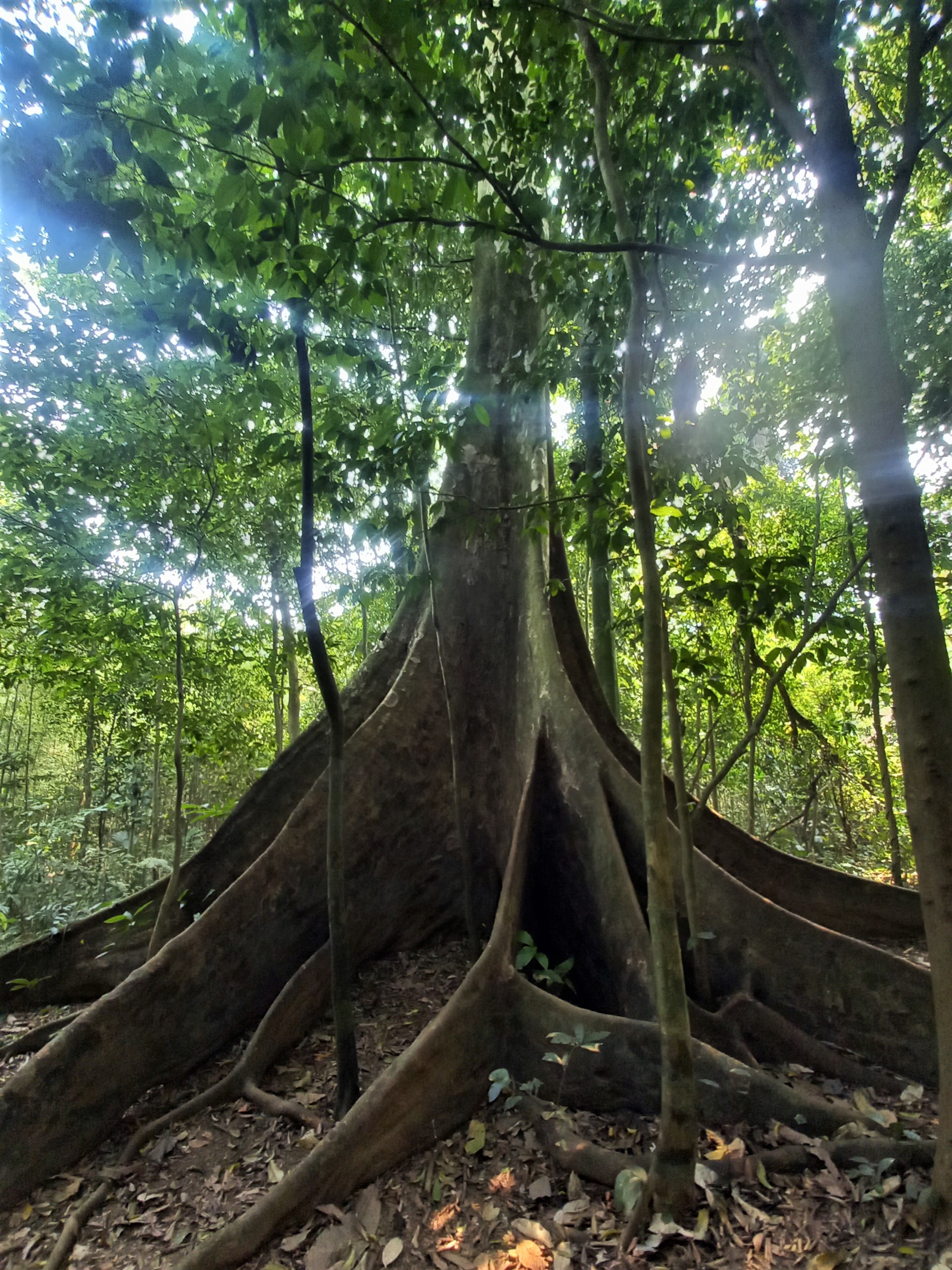 Những cây cổ thụ trong rừng Cúc Phương có thân và bộ rễ lớn, tán cây che kín, ước tính từ 10 - 20 người mới ôm hết phần rễ cây. 