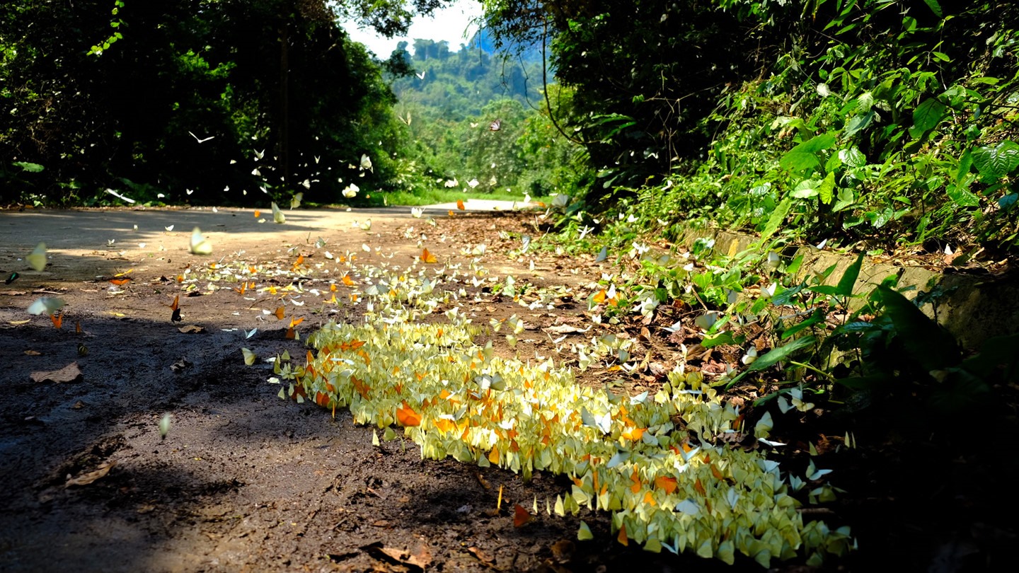 Bướm xuất hiện nhiều ở rừng Cúc Phương từ tháng 4 tới tháng 5 hàng năm. Ảnh: TTXTDL Ninh Bình
