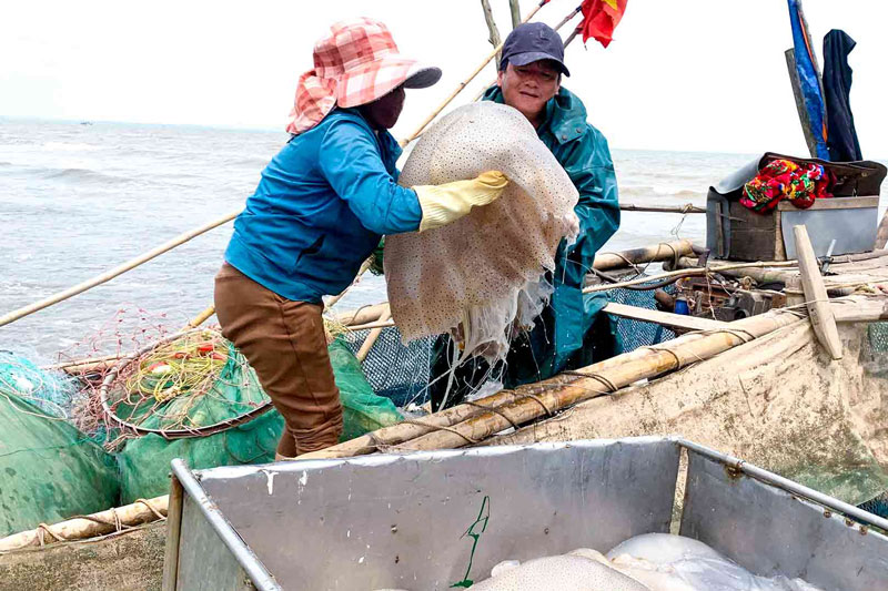 Bà con ngư dân vùng biển Diễn Châu đối mặt với tình trạng mất mùa rớt giá sứa biển. Ảnh: Kim Chi