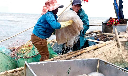 Bà con ngư dân vùng biển Diễn Châu đối mặt với tình trạng mất mùa rớt giá sứa biển. Ảnh: Kim Chi