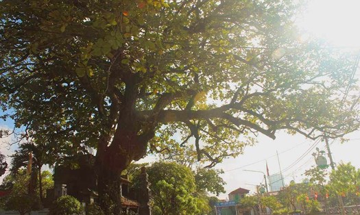 Chiêm ngưỡng cây di sản hàng trăm tuổi tại một ngôi chùa cổ ở Ninh Bình