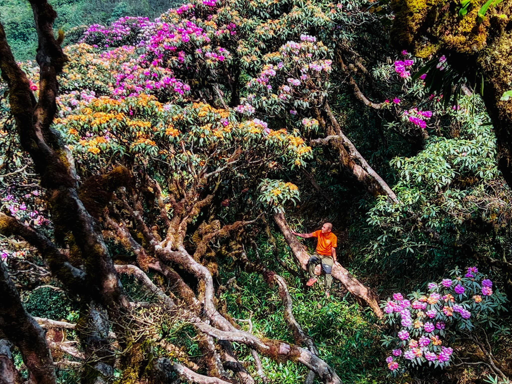Sườn núi Putaleng thuộc các xã Hồ Thầu, Giang Ma, Tả Lèng với thảm thực vật vô cùng đa dạng. Trên đường leo núi, du khách được trải nghiệm nhiều dạng địa hình lẫn các kiểu rừng cây khác nhau khiến mỗi bước đi như một khám phá mới. 