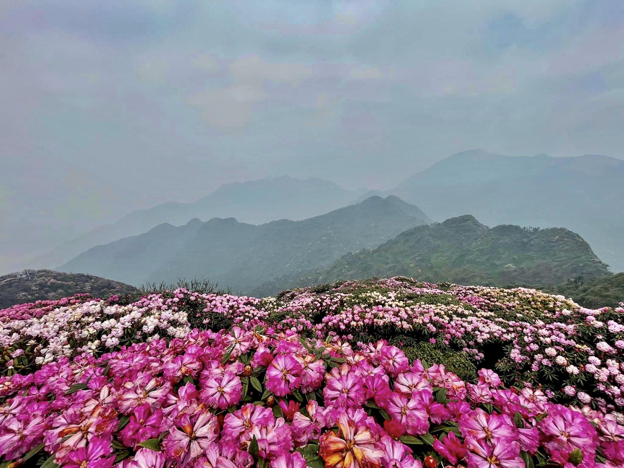 Mùa hoa đỗ quyên ở Lai Châu kéo dài từ tháng 3 đến tháng 4, năm nay hoa nở đẹp và nhiều nhất rơi vào nửa cuối tháng 3. Trên địa bàn tỉnh Lai Châu có 6 đỉnh núi cao, nhiều hoa đỗ quyên với đủ chủng loại màu sắc. Tuy nhiên, nơi mệnh danh là thiên đường hoa đỗ quyên là núi Putaleng ở huyện Tam Đường.