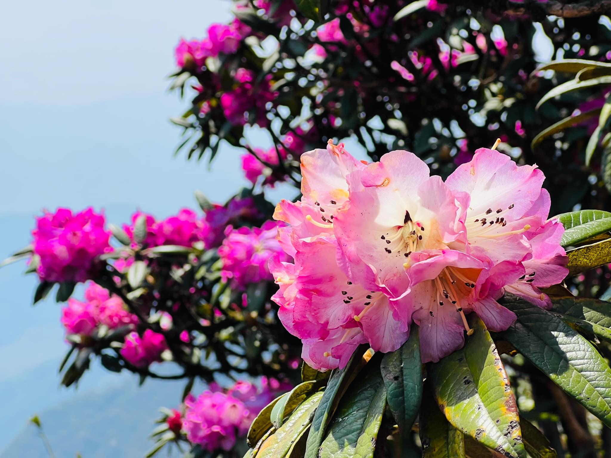 Trên đường leo đỉnh Đỗ Quyên và đỉnh Putaleng du khách có thể thấy hoa nở thành từng chùm với đủ sắc màu từ đỏ, hồng, trắng tới vàng, cam, tím. Cây đỗ quyên cổ thụ ở đây cao từ 2m đến 5m, tán không quá rộng nhưng hoa và lá mọc dày. 