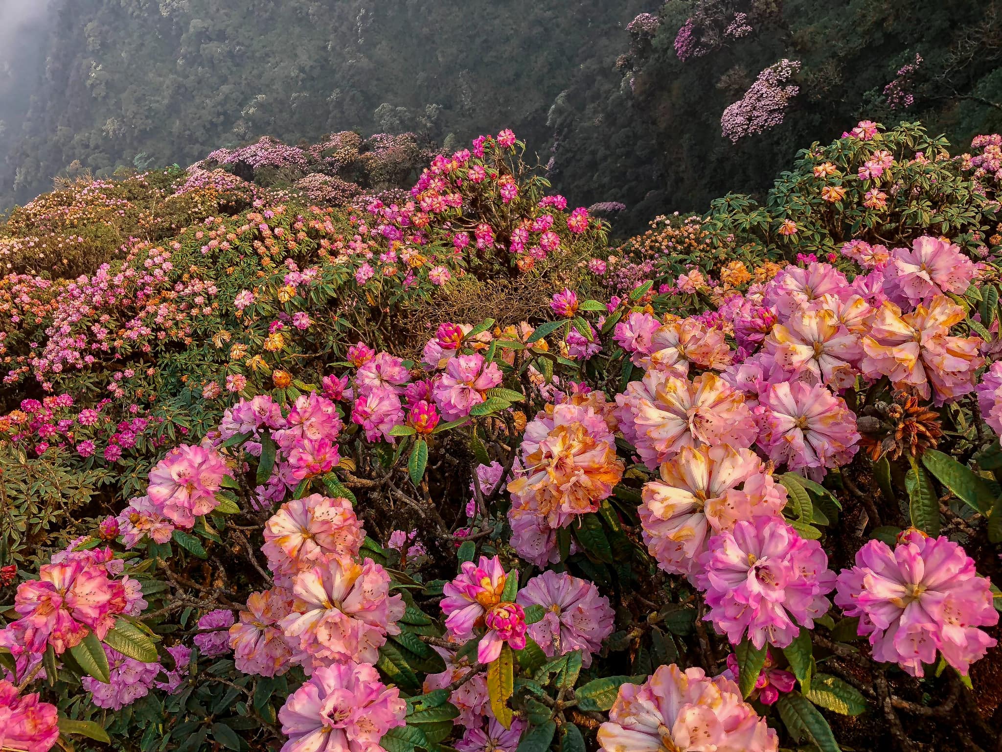 Ở Sapa, Mù Cang Chải... cũng có hoa đỗ quyên nhưng số lượng cây nhiều nhất vẫn là Putaleng. Hàng vạn cây vào mùa hoa nở sẽ khoe sắc rực rỡ và bao phủ bạt ngàn các sườn núi nơi đây.
