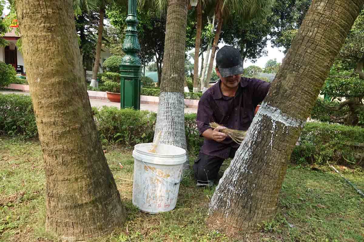 Người thợ này đang quét sơn gốc cây trong khu mộ cố Tổng Bí thư Trần Phú. Ảnh: Trần Tuấn.