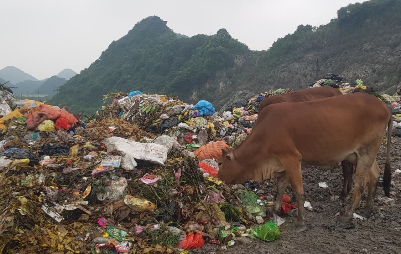 Những con bò bới rác để tìm thức ăn tại bãi rác thung Quèn Khó. Ảnh: Nguyễn Trường