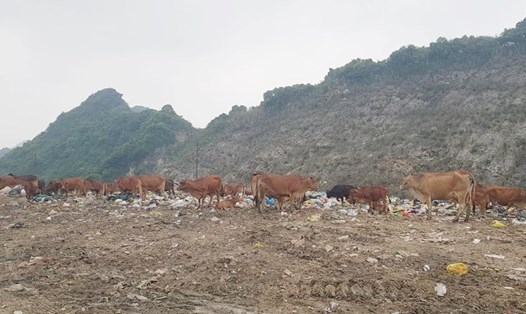 Đàn bò lên đến cả trăm con được người dân chăn thả tại bãi rác thung Quèn Khó (xã Đông Sơn, thành phố Tam Điệp, tỉnh Ninh Bình). Ảnh: Nguyễn Trường