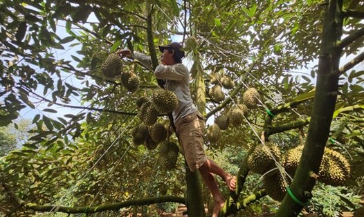 Diện tích trồng sầu riêng ở tỉnh Đắk Lắk đang có xu hướng gia tăng mạnh. Ảnh: Đăng Quang