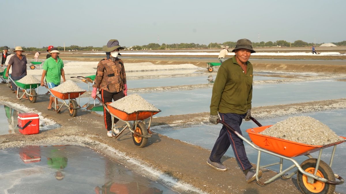 Những xe muối nhộn nhịp nối đuôi nhau trên ruộng muối cho thấy một vụ mùa bội thu. Ảnh: Thành An