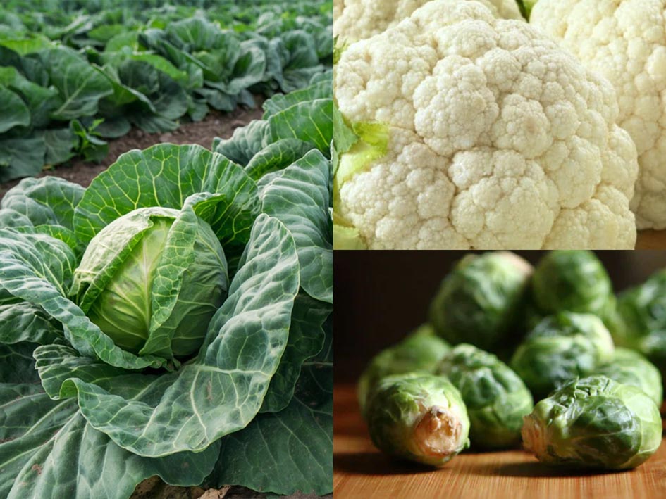 4 loại rau họ cải có thể giúp bạn giảm cân. 