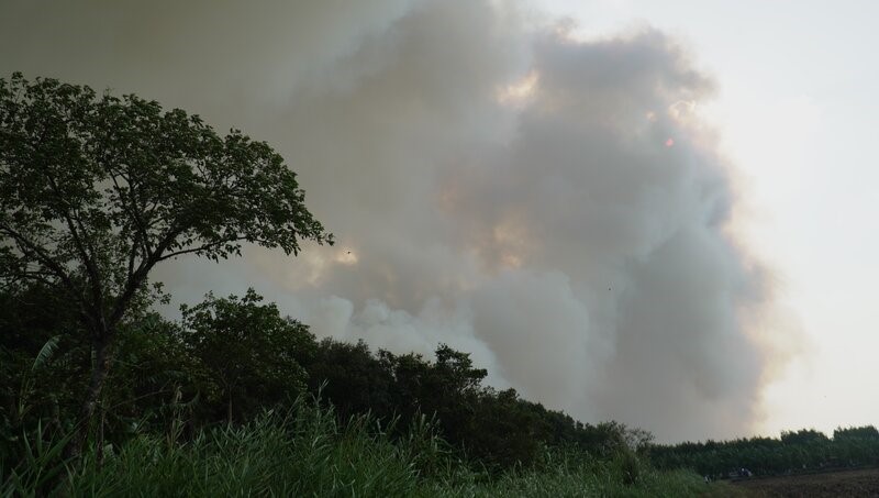 Hiện trường vụ cháy rừng trồng, rừng tái sinh ngày 10.4 tại tỉnh Cà Mau. Ảnh: Nhật Hồ