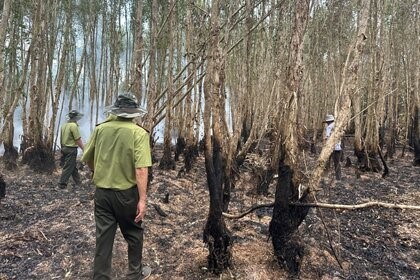 Kiểm tra sau vụ cháy khoảng 40 ha rừng tại tỉnh Cà Mau. Ảnh: Nhật Hồ
