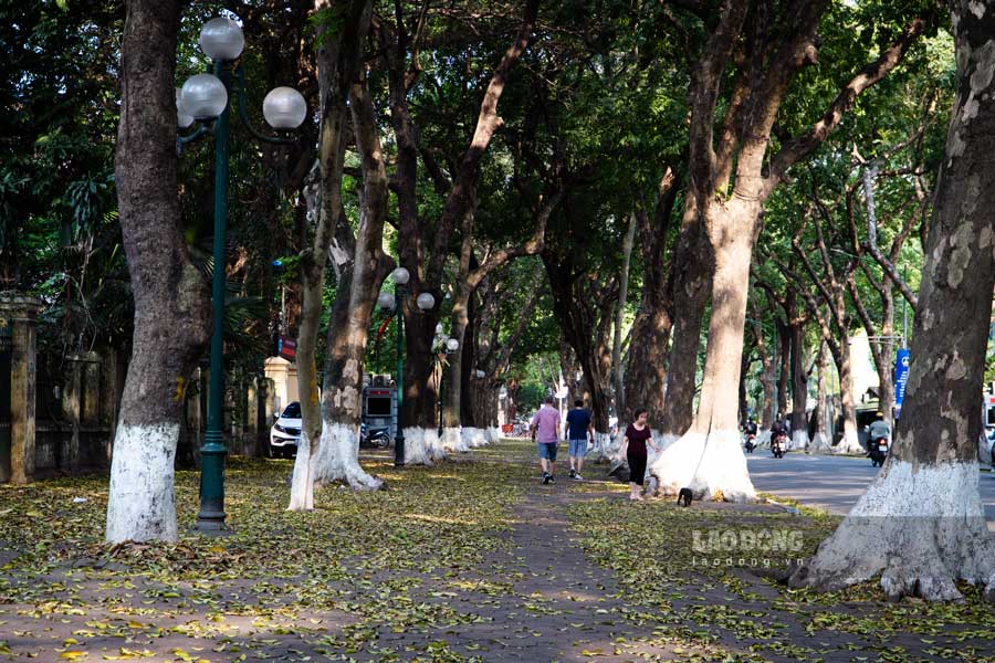 Đường Phan Đình Phùng nổi tiếng với hai hàng cây xanh thẳng tắp, nay lại càng thơ mộng hơn khi bước vào mùa lá vàng.