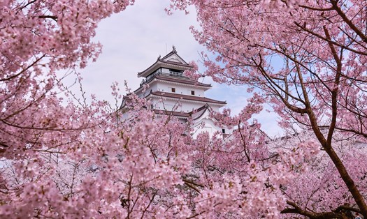 Thành Hạc Trắng hay thành Tsurugajo được xem là biểu tượng của thành phố Aizu Wakamatsu, được xây dựng cách đây khoảng 630 năm vào nửa đầu thế kỷ 15. Năm 1868, thành Hạc Trắng bị tàn phá nặng nề sau nội chiến Boshin. Trải qua nhiều lần trùng tu đến năm 2011 quá trình này hoàn tất với thiết kế mái đỏ giống nguyên bản thời Tokugawa.