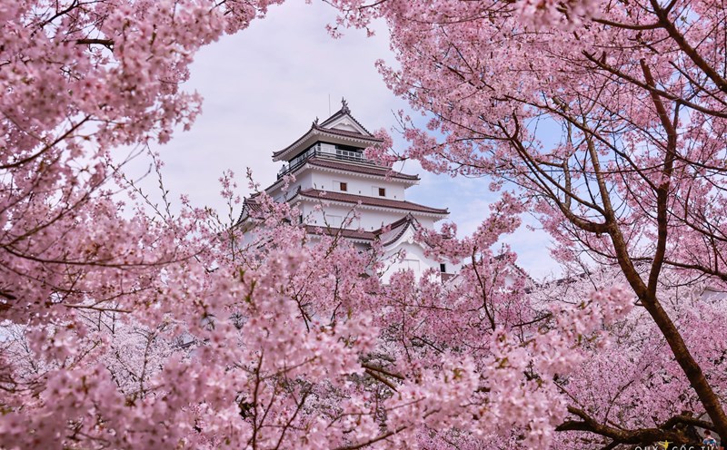 Thành Hạc Trắng hay thành Tsurugajo được xem là biểu tượng của thành phố Aizu Wakamatsu, được xây dựng cách đây khoảng 630 năm vào nửa đầu thế kỷ 15. Năm 1868, thành Hạc Trắng bị tàn phá nặng nề sau nội chiến Boshin. Trải qua nhiều lần trùng tu đến năm 2011 quá trình này hoàn tất với thiết kế mái đỏ giống nguyên bản thời Tokugawa.