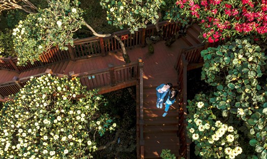 Hoa đỗ quyên trên đỉnh Fansipan sẽ là điểm đến hấp dẫn thu hút du khách dịp lễ 30.4 - 1.5. Ảnh: H. Hà