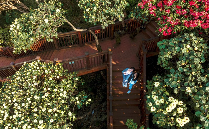 Hoa đỗ quyên trên đỉnh Fansipan sẽ là điểm đến hấp dẫn thu hút du khách dịp lễ 30.4 - 1.5. Ảnh: H. Hà