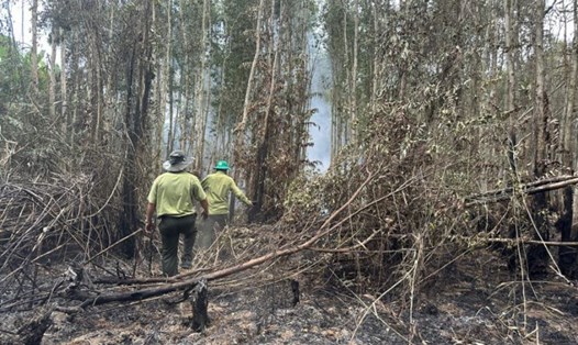 Hiện trường sau vụ cháy khoảng 40ha rừng trồng, rừng tái sinh tại Cà Mau. Ảnh: Nhật Hồ