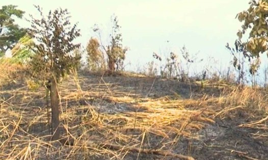 Hiện trường vụ cháy rừng sản xuất tại xã Ngọc Tụ, H.Đăk Tô, Kon Tum. Ảnh: Huyền Nga