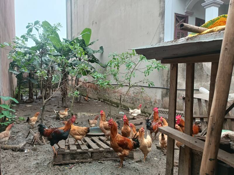 Mảnh đất đang được tận dụng làm nơi nuôi gà ở xã Vĩnh Ngọc (huyện Đông Anh, Hà Nội) rao bán 50 triệu đồng/m2. Ảnh: Thu Giang