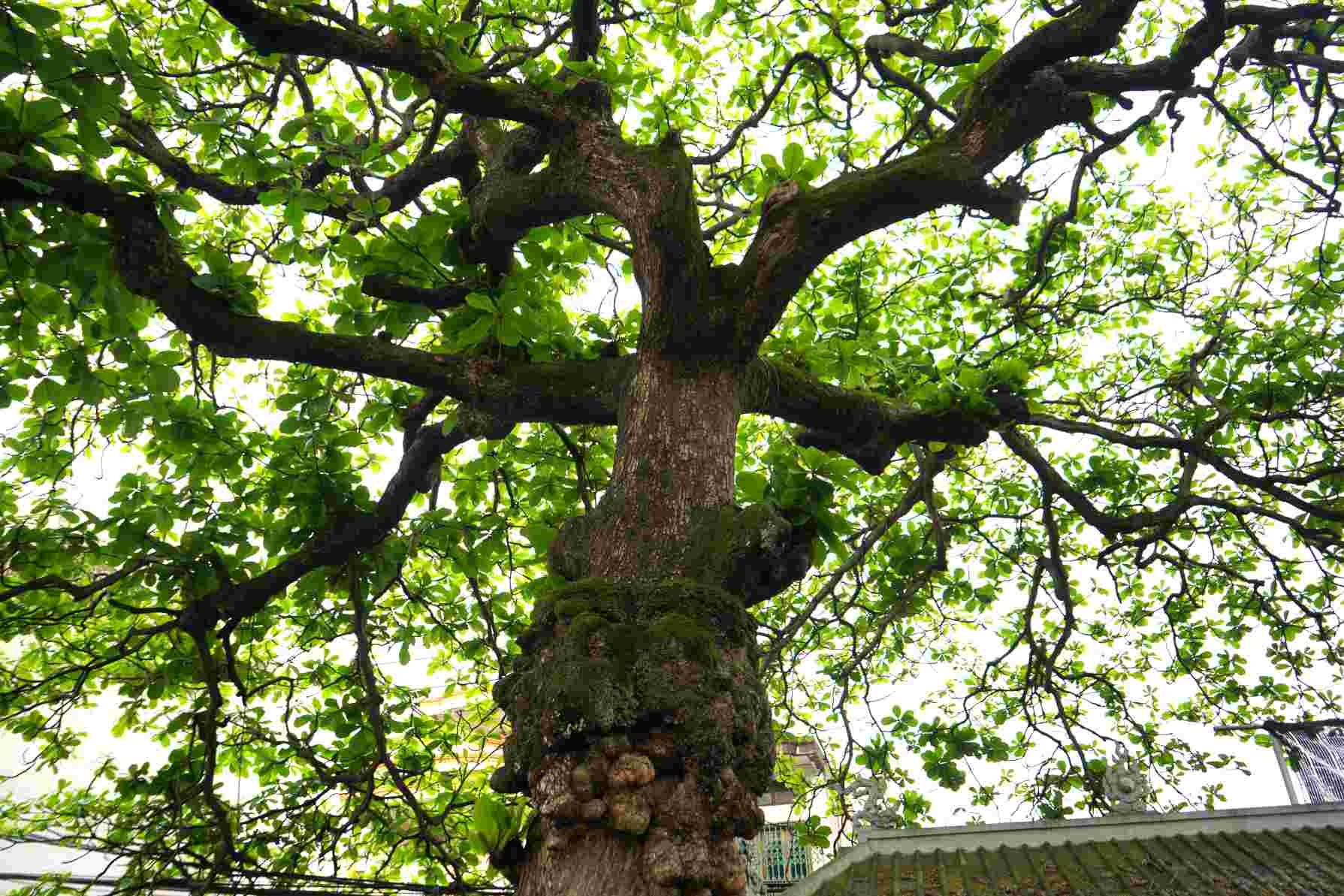 Cây bàng phía bên trái thân mọc thẳng hơn, thân cây nổi nhiều u cục. 