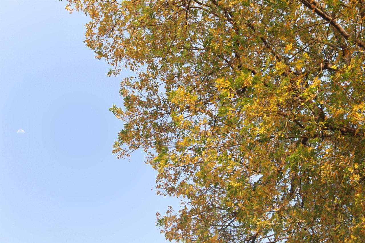 Tán cây đầy sắc màu giữa tiết trời giao mùa ở Hà Nội. Ảnh: Lê Tuyến