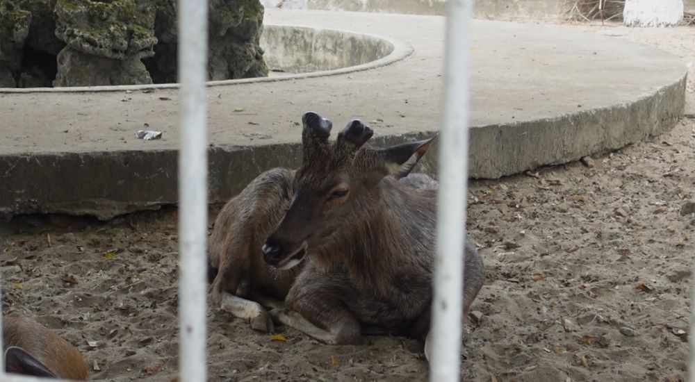 Vườn thú tại công viên 29.3 Đà Nẵng vẫn được chăm sóc, nhưng cần sớm di dời. Ảnh: Trần Thi