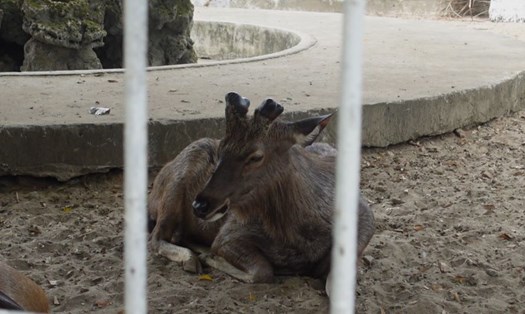 Vườn thú tại công viên 29.3 Đà Nẵng vẫn được chăm sóc, nhưng cần sớm di dời. Ảnh: Trần Thi