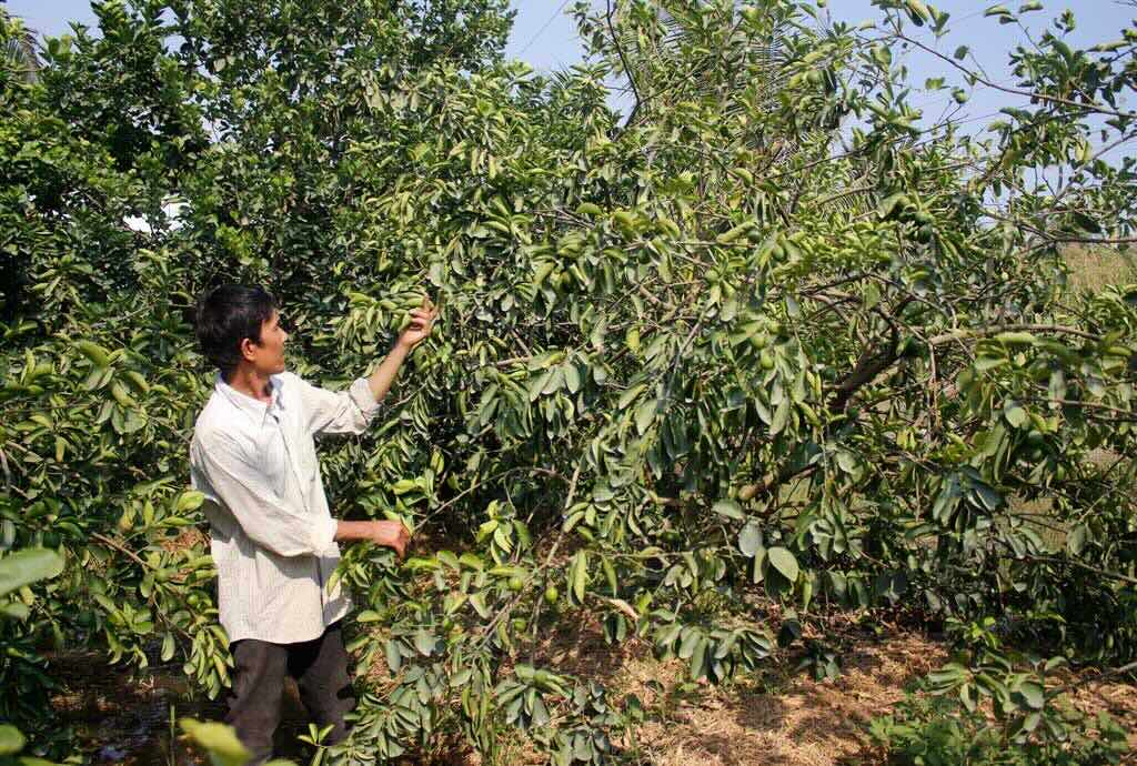 Khoảng 5.000 ha chanh, cây ăn trái ở Long An có nguy cơ giảm năng suất, chất lượng vì thiếu nước tưới. Ảnh: An Long