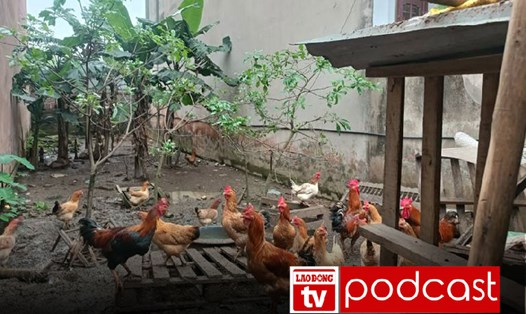 Tin sáng: Thổi giá đất nuôi gà ở Hà Nội 50 triệu đồng/m2