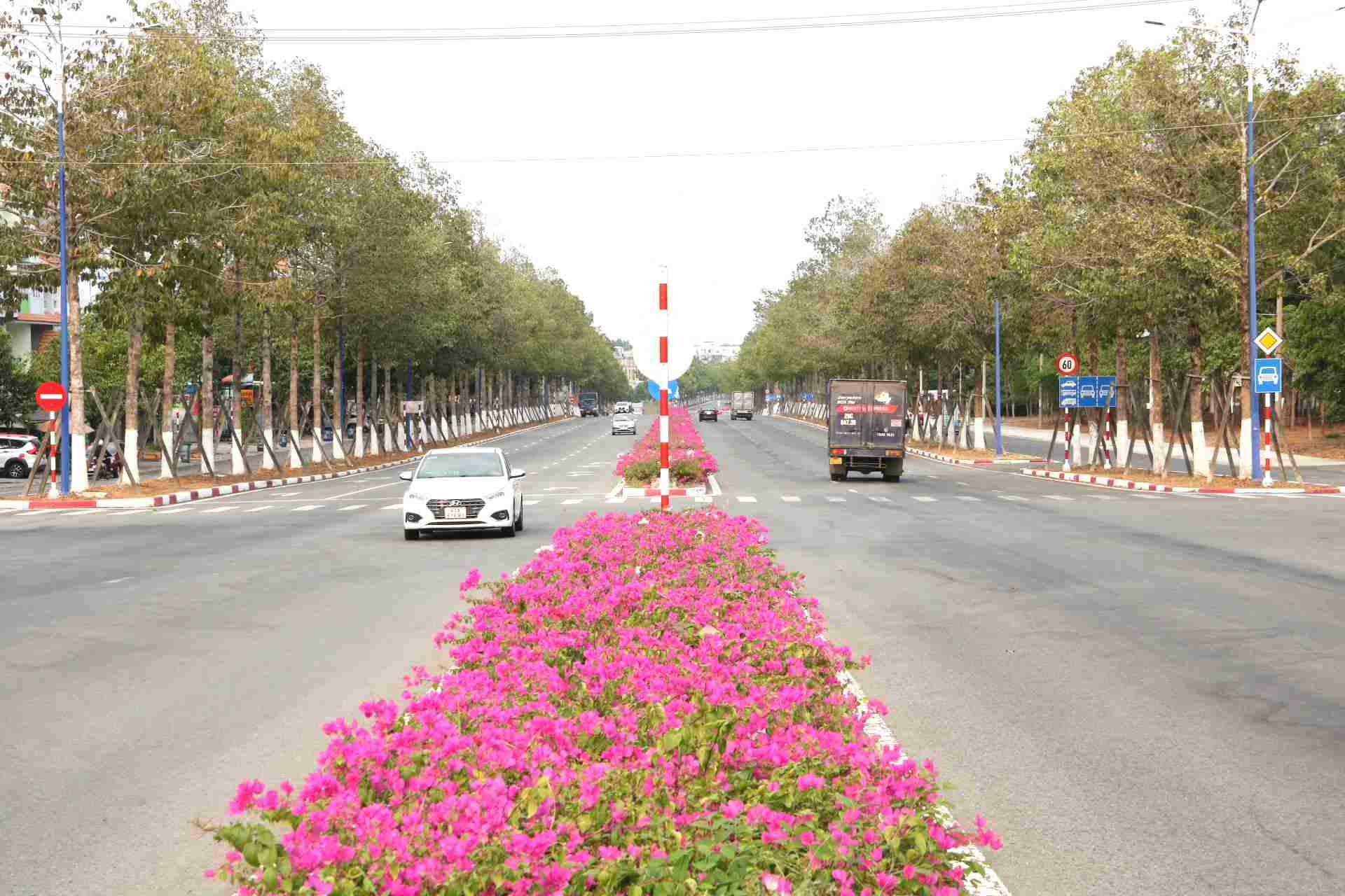 Đây là hình ảnh hoa giấy rực nở trên đường 10 làn xe chạy ở thị xã Bến Cát, tỉnh Bình Dương. Những ngày qua, hình ảnh này được lan truyền trên mạng 