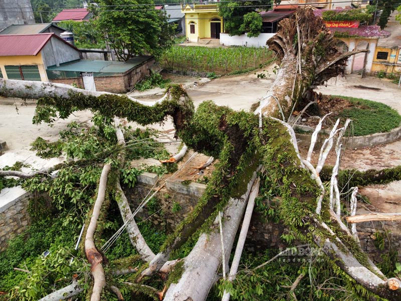 Theo người dân, cây bị đổ vì đã bị sâu đục gốc, thối rễ, mục ruỗng thân từ nhiều năm qua. 
