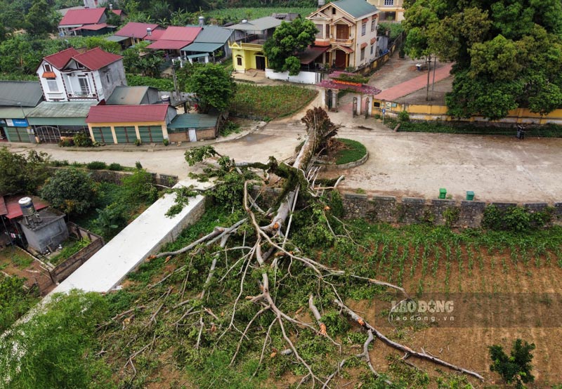 Mới đây, vào đêm 17.4, nhiều tỉnh miền núi phía Bắc xảy ra hiện tượng giông lốc, mưa lớn. Tại Cao Bằng, nhiều mái nhà bị tốc mãi, cây xanh bị quật đổ. Tại xã Hoàng Tung (huyện Hòa An), cây đa vừa được công nhận “Cây di sản” bị đổ ngã.
