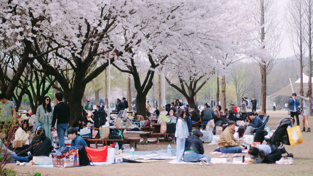 Mùa hoa anh đào phủ sắc hồng khắp Seoul, Hàn Quốc. Ảnh: Việt Nguyễn