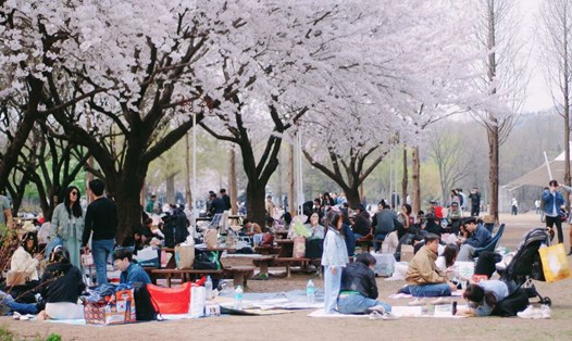 Mùa hoa anh đào phủ sắc hồng khắp Seoul, Hàn Quốc. Ảnh: Việt Nguyễn