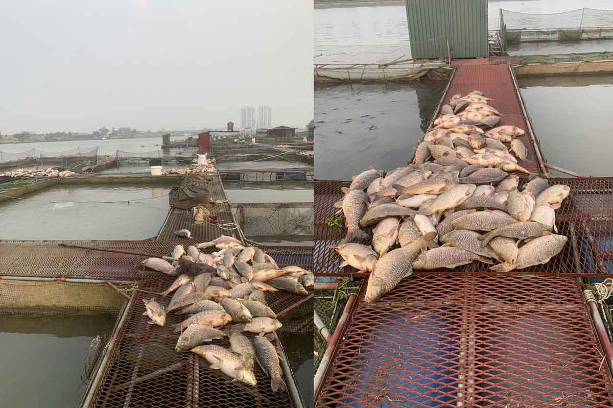 Nhiều hộ nuôi cá lồng dọc sông Thái Bình qua xã Tiền Tiến, TP Hải Dương cá chết lên đến vài chục tấn. Ảnh: Beat Hải Dương