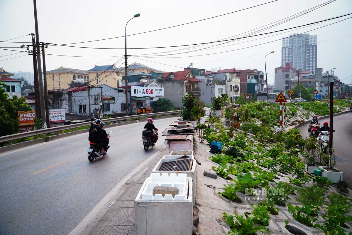 Một đoạn nhỏ dọc trên đoạn đê Nguyễn Khoái, nhiều người dân đi qua không khỏi ngỡ ngàng, thích thú trước hình ảnh triền đê được tô điểm thêm một “lớp áo” mới xanh mát từ các loại rau.