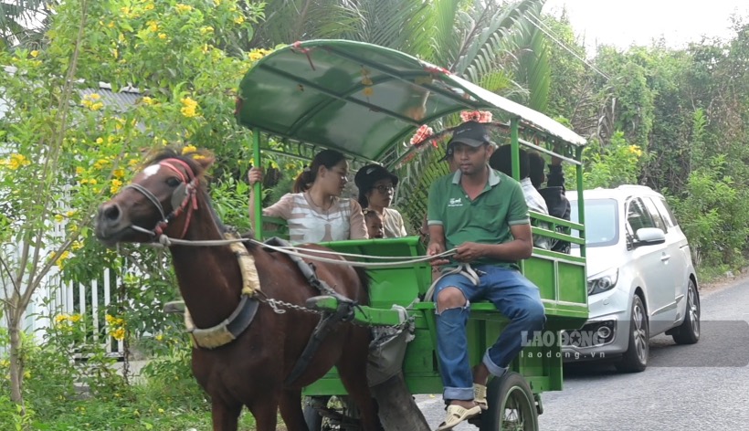 Đối diện với Cồn Phụng là Cù lao Thới Sơn (TP Mỹ Tho, tỉnh Tiền Giang), du khách có thể trãi nghiệm đi xe ngựa trên những con đường quê.