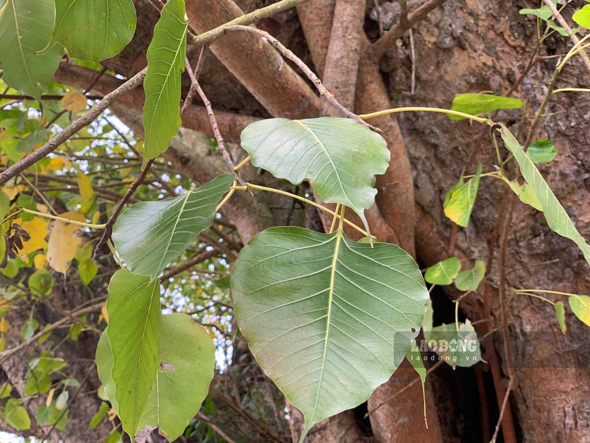 Đến nay, qua hàng trăm năm, 2 cây bàng vẫn sừng sững, xanh tốt. Cây phía bên phải (từ cổng tam quan nhìn vào) mọc theo dáng nghiêng, từ chiều cao khoảng 5 m từ mặt đất, cây mọc nhánh nhỏ tạo hình chữ V.