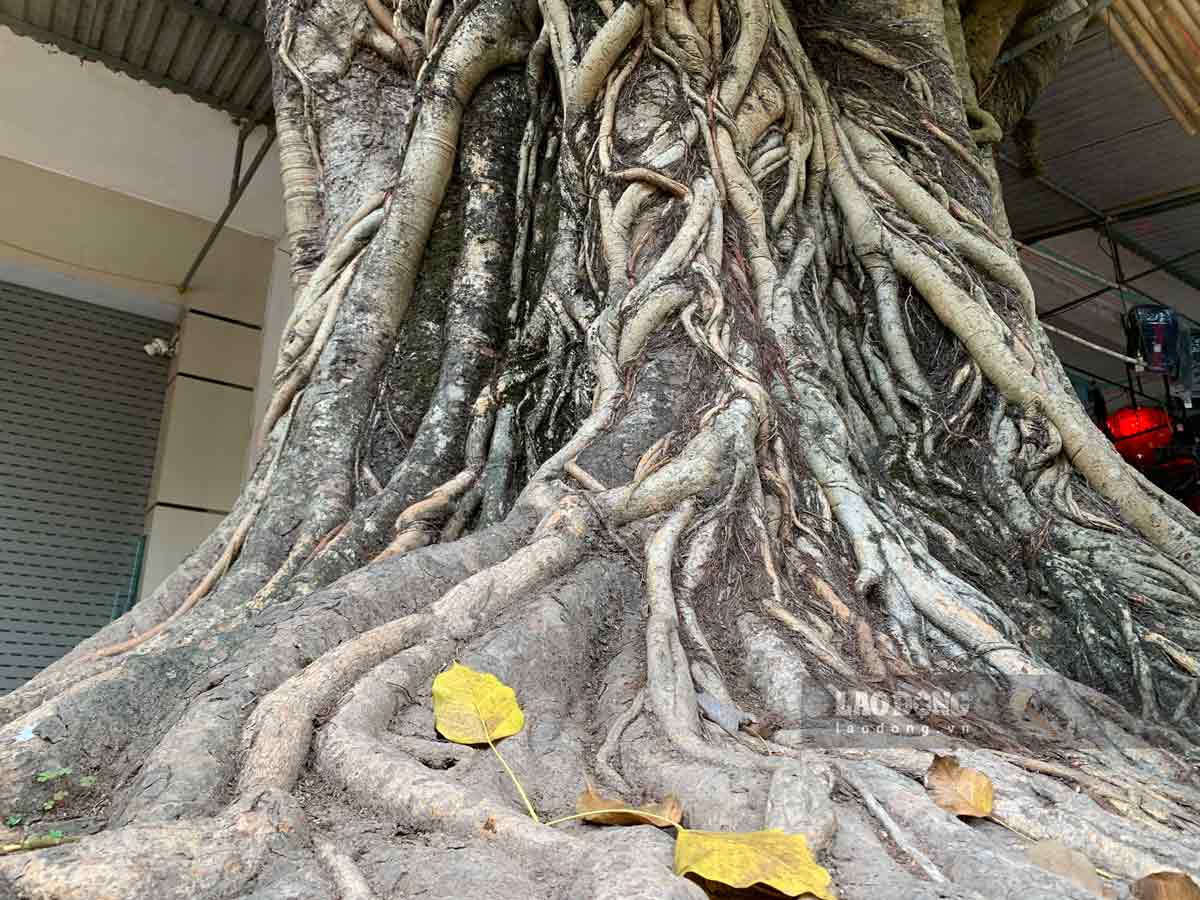 Theo những bậc cao niên trong làng, 2 cây bồ đề có tuổi đời gần 200 năm, gắn với lịch sử của người dân xóm Thanh Nhân (xã Giao Thanh). Năm 2018, 2 cây bàng được công nhân là cây di sản Việt Nam.