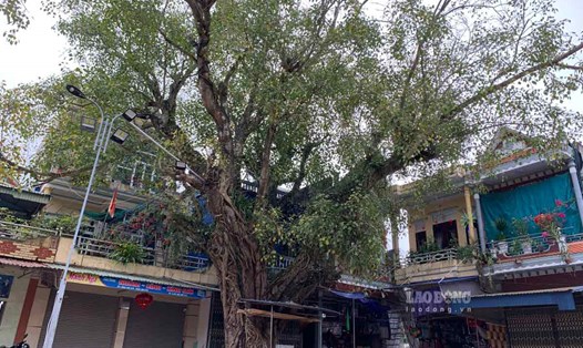 Cặp cây bồ đề di sản ở xã Giao Thanh (huyện Giao Thủy). Ảnh: Lương Hà