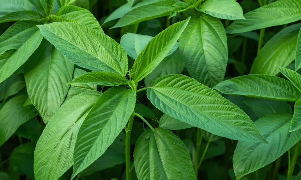 Rau đay giúp giảm cholesterol xấu và hỗ trợ giảm cân. Ảnh: Sưu tập