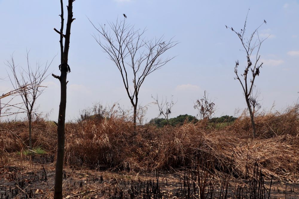 Hàng trăm cây xanh khô héo, xơ xác sau vụ cháy hồi cuối tháng 2 ở khu Công nghệ cao (TP Thủ Đức). Ảnh: Minh Tâm