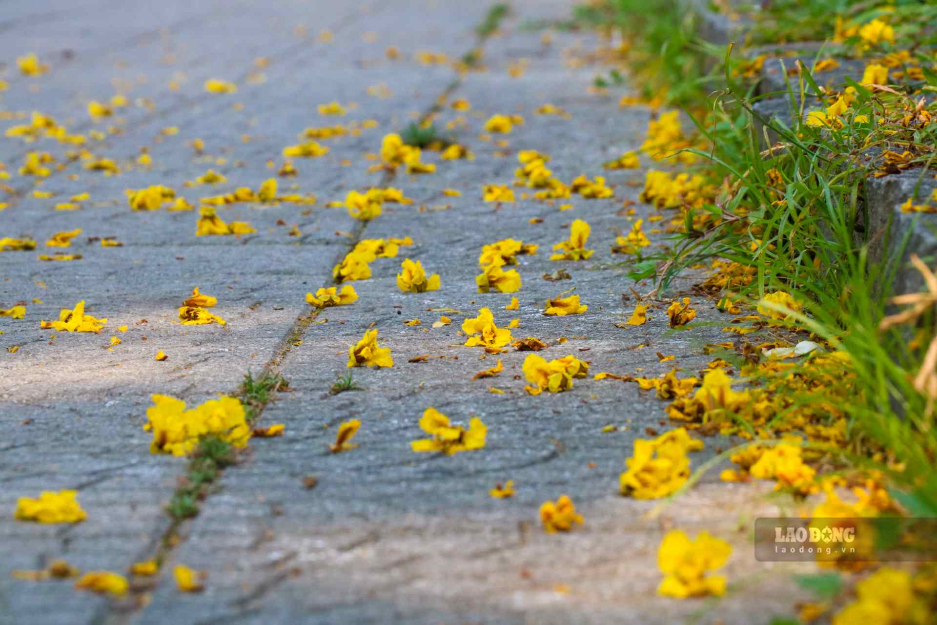 Những bông hoa điệp vàng nhỏ nhắn rơi rụng khắp mặt phố, khiến bất cứ ai bước qua cũng có cảm giác mơ màng, xao xuyến.  